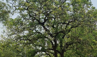 कविता -  महुआ .....