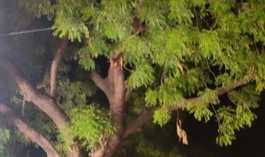 मातृदिवस पर विशेष कविता - नीम...