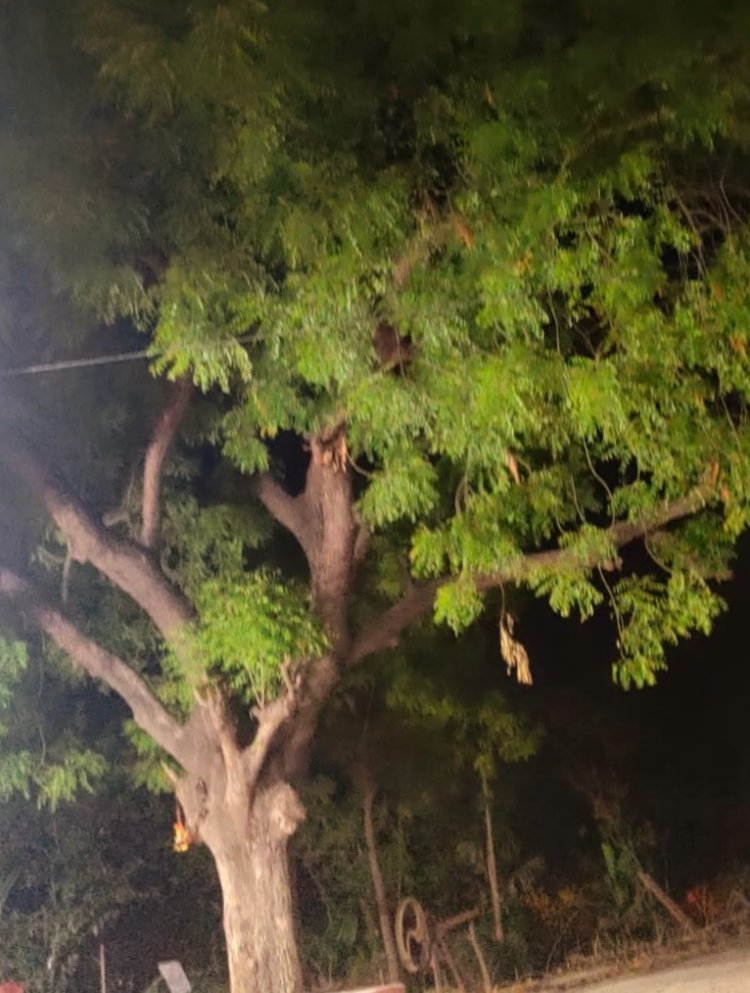 मातृदिवस पर विशेष कविता - नीम...