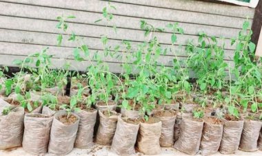 बोरीवली में तुलसी के पौधों के वितरण कार्यक्रम में उपस्थित रहेंगी मुंबई कांग्रेस अध्यक्षा वर्षाताई गायकवाड 