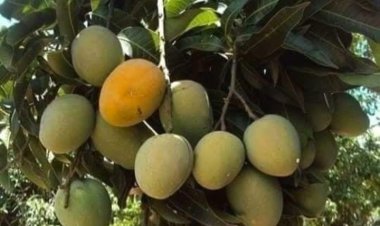 सुरेश मिश्र की कलम से एक खास रचना "आम "