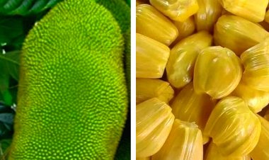 कविता : कटहल